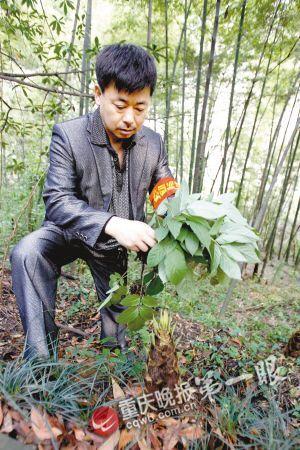 守護(hù)員找了些雜草為竹筍做偽裝