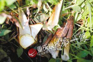 北碚區(qū)府附近道路的竹筍慘被人搬走留下一堆筍殼
