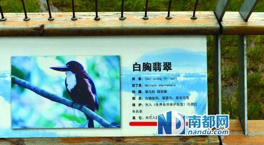 云南景區(qū)鳥(niǎo)類(lèi)介紹牌被質(zhì)疑制成