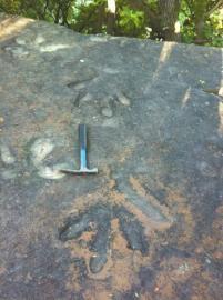 攀枝花發(fā)現(xiàn)的手獸足跡。