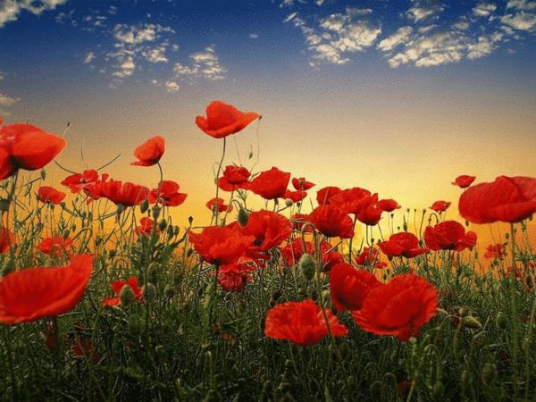 罌粟花開后很“美”，常常有人冒險種植。