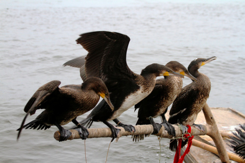 華北地下水超采嚴(yán)重已形成世界上最大“漏斗區(qū)”