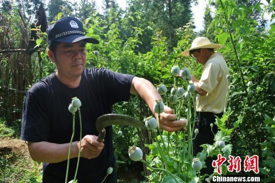 圖為警方在鏟除毒品原植物罌粟。 賈舒澤 攝