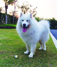 寵物狗坐飛機(jī)吐血死亡 找不到權(quán)威機(jī)構(gòu)做尸檢