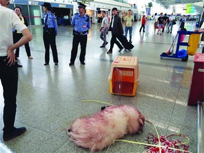 寵物狗坐飛機(jī)吐血死亡 找不到權(quán)威機(jī)構(gòu)做尸檢
