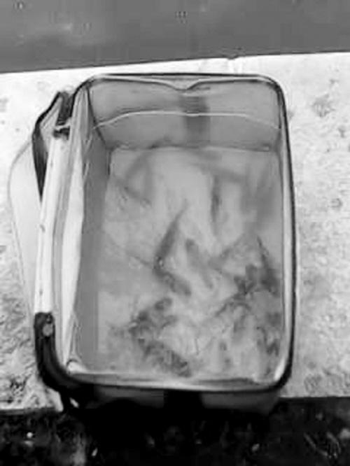 好心人公園湖邊放生魚苗 引來無數(shù)垂釣下網(wǎng)者