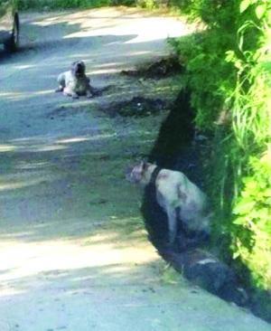 事發(fā)當時圖片(資料圖)