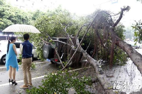 福州一榕樹劈叉倒下砸中越野車 所幸無人員傷亡