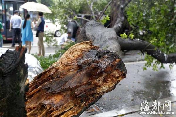 福州一榕樹劈叉倒下砸中越野車 所幸無人員傷亡