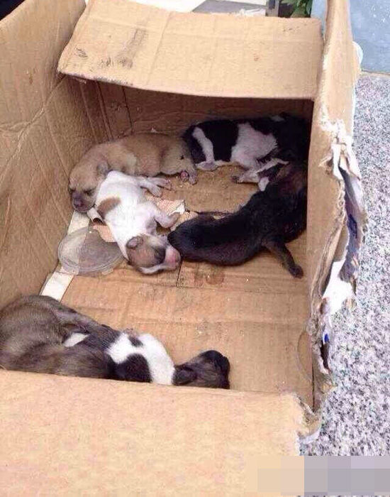 杭州犬類收容所人員當著狗媽媽摔死7只小狗
