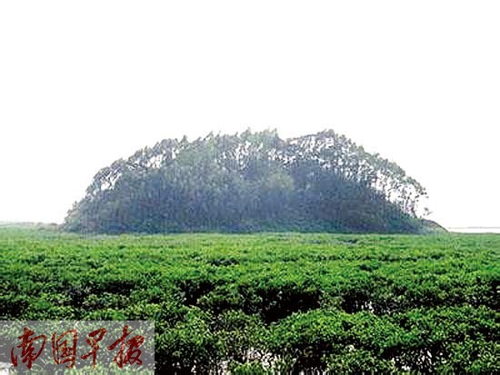 位于欽州的抄墩島。 自治區(qū)海洋局海域和海島管理處供圖