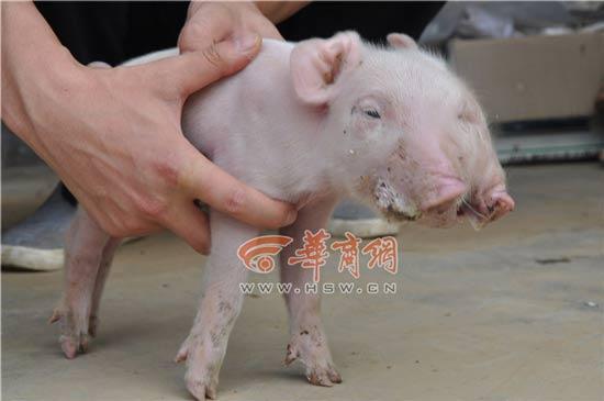 母豬產(chǎn)下兩頭三眼幼崽 兩嘴可同時(shí)喝奶(圖)