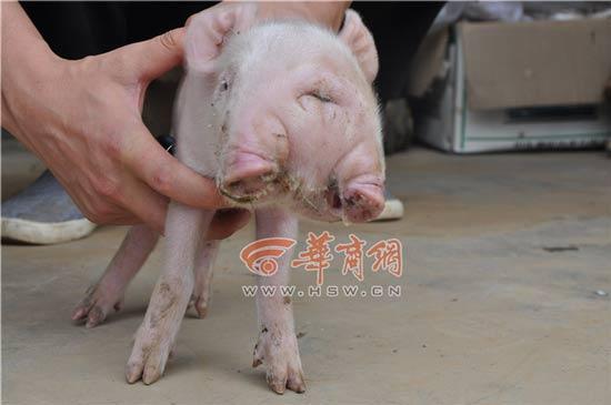 母豬產(chǎn)下兩頭三眼幼崽 兩嘴可同時(shí)喝奶(圖)