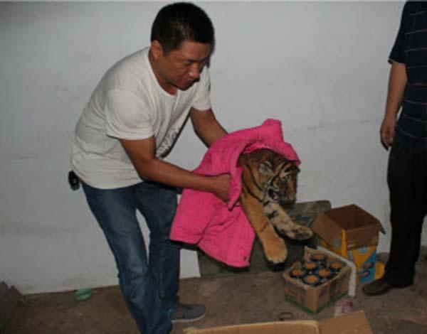 河南警方解救一只幼虎 村民25萬網購欲牟取暴利