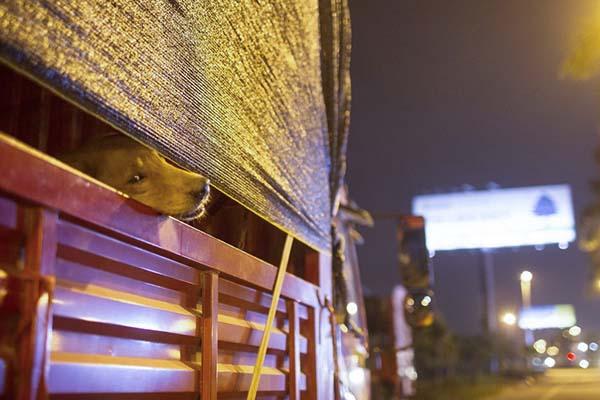 64歲老人從玉林救狗回重慶 一個月51只貓狗死亡