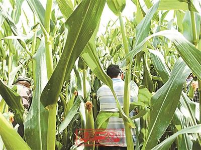 新疆披露擊斃墨玉9名暴恐分子過程：15分鐘解決