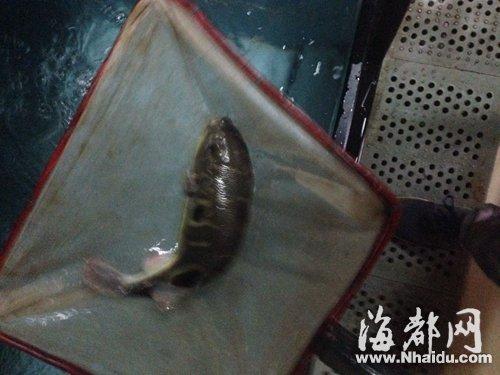 福州二兩河豚干毒倒一家四口 兩人病情危重