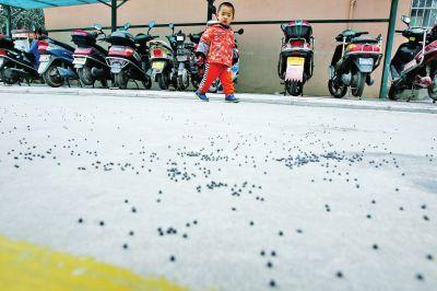 鄭州一小區(qū)與靶場相鄰 時常下“彈雨”(組圖)