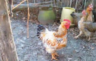 母雞長(zhǎng)出大紅雞冠變公雞 開始打鳴不再下蛋(圖)