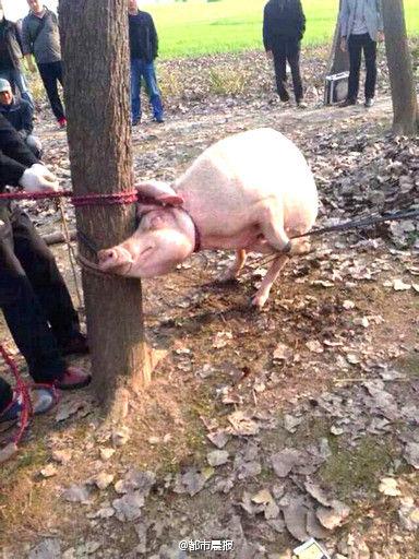 江蘇2歲男童被母豬咬死 豬體內(nèi)發(fā)現(xiàn)孩子頭骨(圖)
