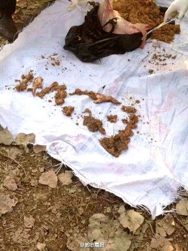 江蘇2歲男童被母豬咬死 豬體內(nèi)發(fā)現(xiàn)孩子頭骨(圖)