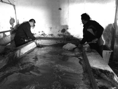 北京黑作坊制售豆芽使用6種化學藥劑 日售4500斤