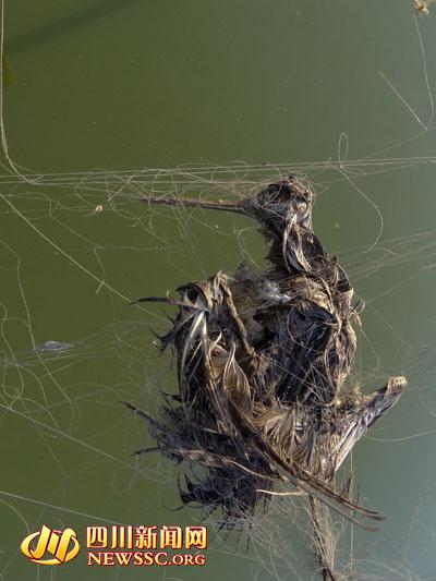 男子景區(qū)放9張大網(wǎng)捕鳥 被抓后稱鳥都吃了(圖)