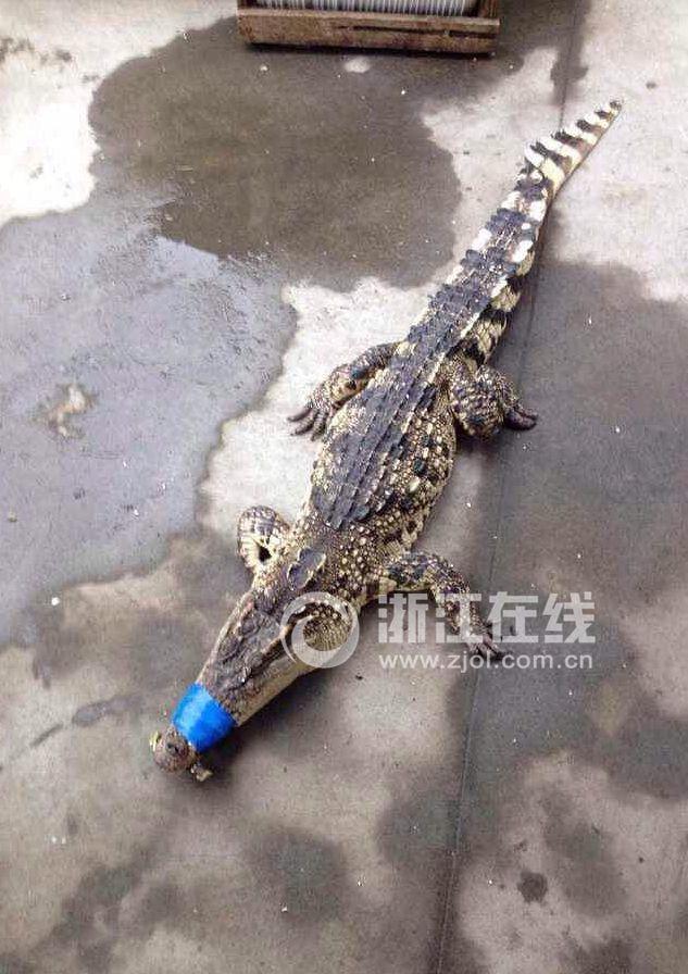 網(wǎng)傳杭州蕭山土豪喜宴吃鱷魚(圖)