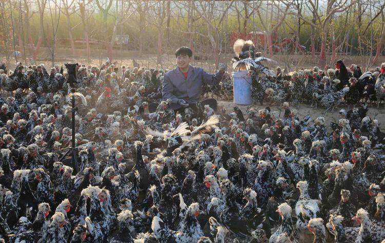 尚育康在雞群中直播1