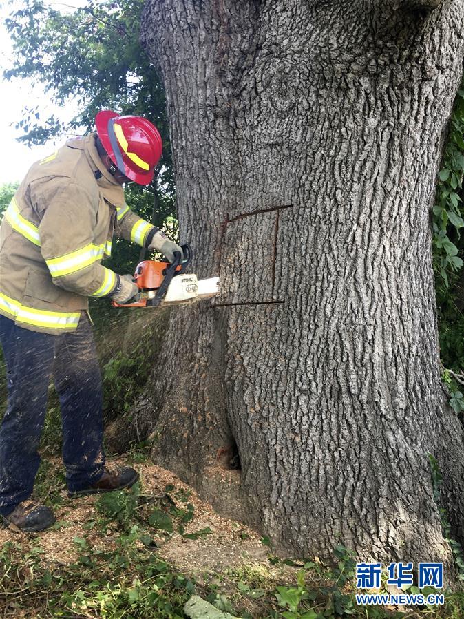 [1]（外代二線）解救被困樹(shù)洞的狗