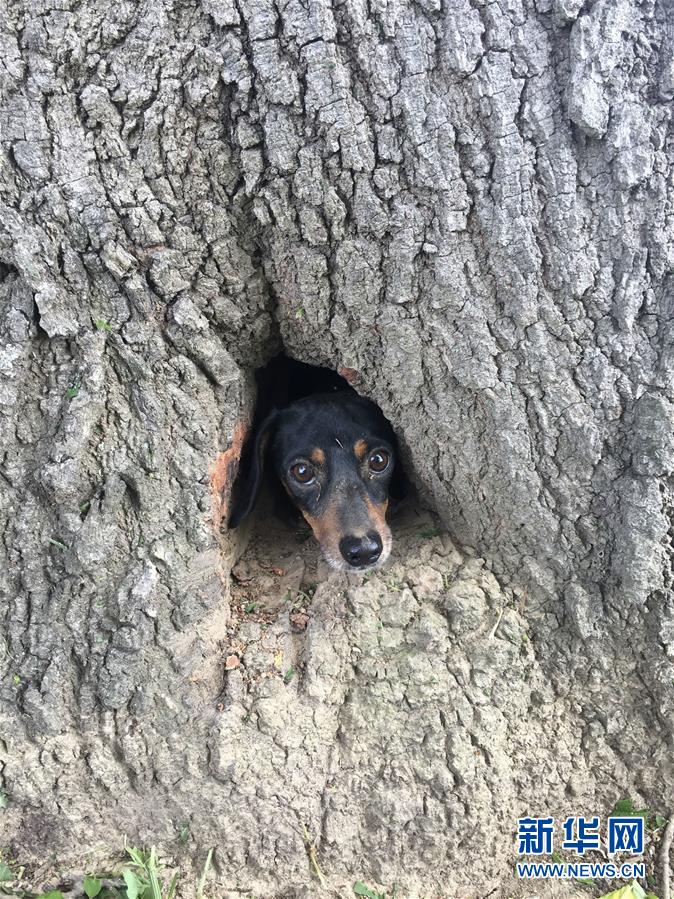 [2]（外代二線）解救被困樹(shù)洞的狗