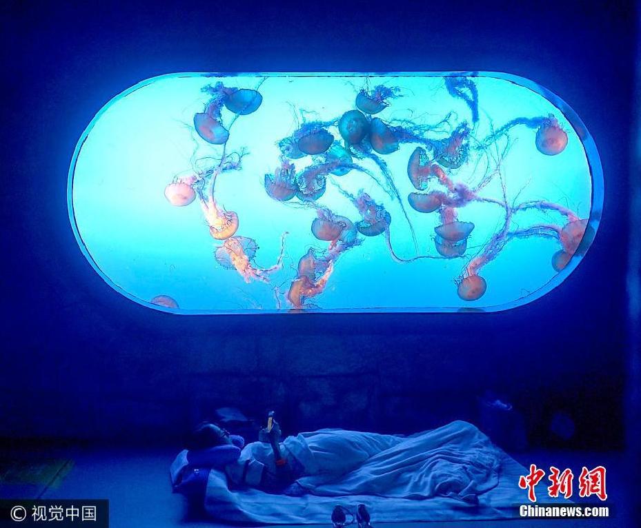 夜宿海洋館！探秘海底世界奇妙夜