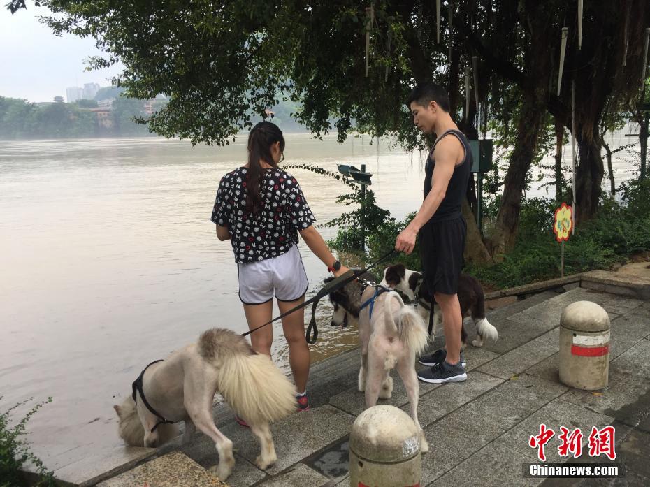 廣西柳江河出現(xiàn)小洪峰 市民江邊溜狗釣魚抓蝦