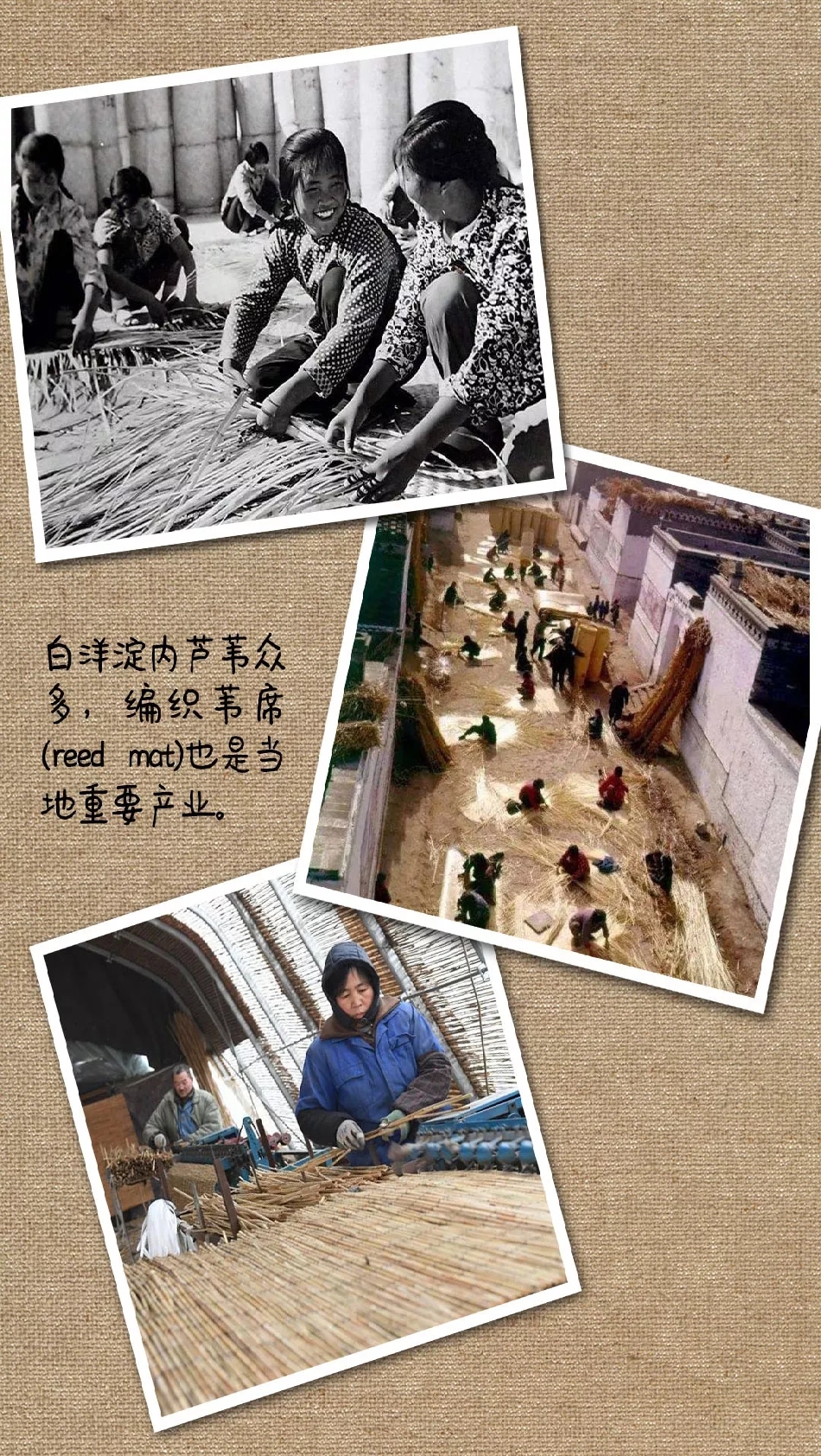 “白洋淀”還真跟白羊有關(guān)系...... | 圖圖是道