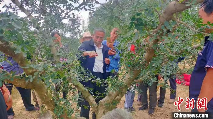 圖為靳志強在果園為村民現(xiàn)場教授剪枝技術(shù)。(資料圖) 受訪人供圖