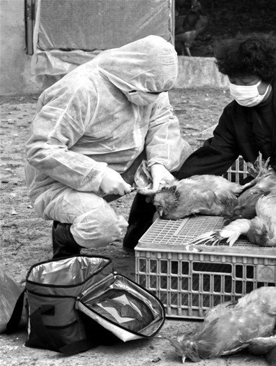 衛(wèi)計委：H7N9仍處于散發(fā)狀態(tài) 有信心控制疫情