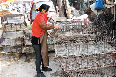 世界衛(wèi)生組織：H7N9禽流感病毒主要在活禽市場