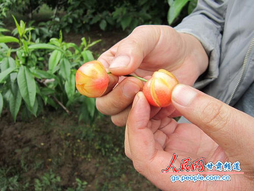 單株裂果率達30%以上(天水市外宣辦供圖）