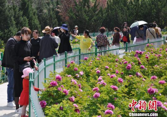 甘肅天水牡丹競相綻放“繽紛色彩”引客踏春