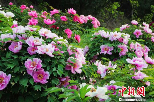 甘肅天水市秦州區(qū)牡丹進(jìn)入最佳觀賞期。　趙安生　攝