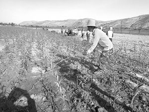 位于通渭的荒漠化治理基地