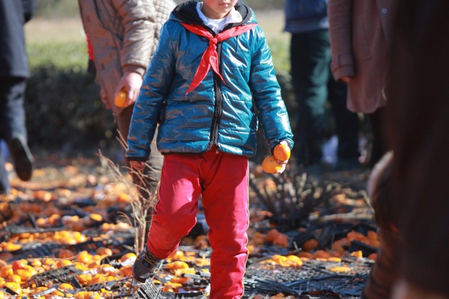 河北唐山貨車側翻35噸鮮桔遭哄搶