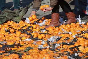 河北唐山貨車側翻35噸鮮桔遭哄搶