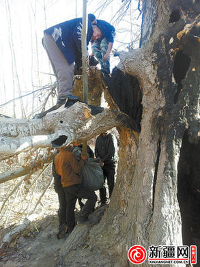 察布查爾縣林業(yè)局工作人員將一棵小新疆楊移栽到被燒樹干空洞內(nèi)，起到穩(wěn)固古樹根系的作用。( 察布查爾縣林業(yè)局供圖)