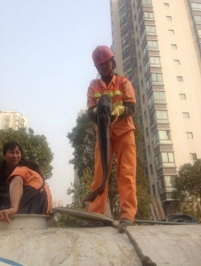 溫州一下水道抽出5條活鯰魚(yú) 最長(zhǎng)約80厘米(圖)