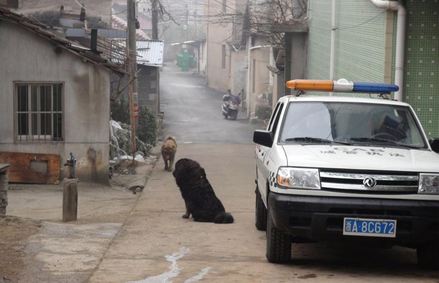 猛犬圍堵村民嚇空街巷 特警沖鋒槍擊斃藏獒（高清）