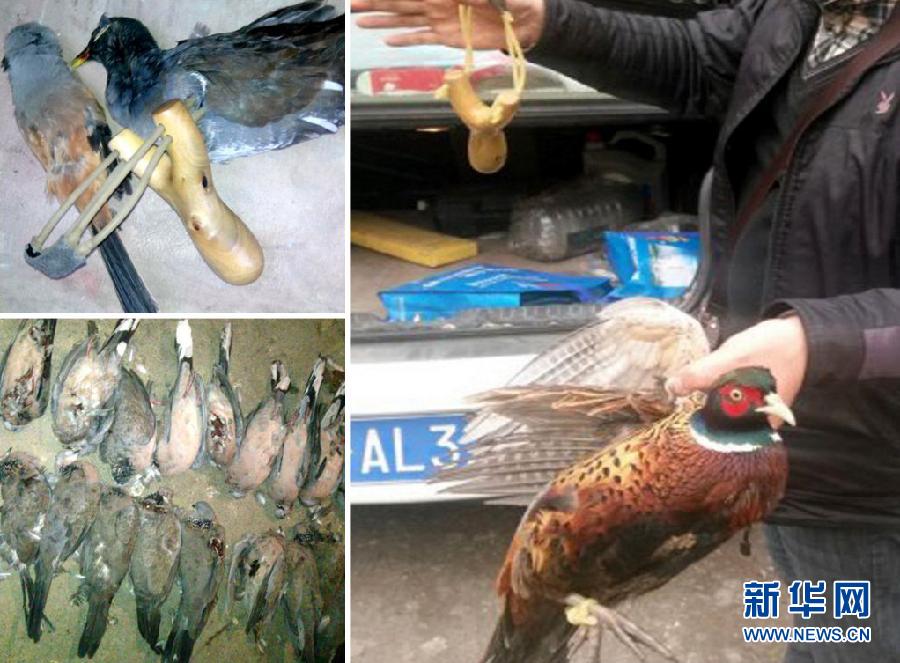 （圖文互動）（3）新型彈弓傷人害鳥堪比槍械 “都市獵人”行走江湖何人能管？