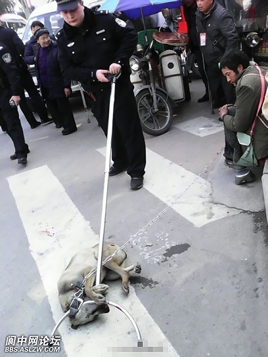 有網(wǎng)友發(fā)微博稱(chēng)，3月4日，在四川南充閬中市賓館門(mén)口，有警察當(dāng)街將一只＂流浪狗＂打死，狗的主人，一名流浪人員一直牽著綁狗的鐵鏈沒(méi)有松手。（圖片來(lái)源網(wǎng)路）