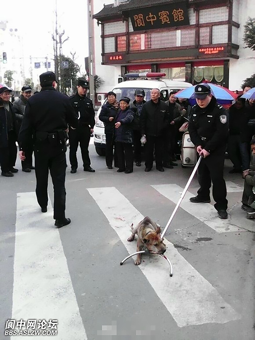 有網(wǎng)友發(fā)微博稱，3月4日，在四川南充閬中市賓館門口，有警察當(dāng)街將一只＂流浪狗＂打死，狗的主人，一名流浪人員一直牽著綁狗的鐵鏈沒有松手。（圖片來源網(wǎng)路）