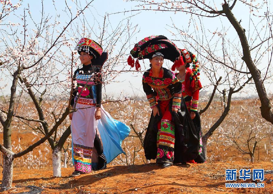 #（社會）（1）安徽杏花村：杏花綻放引游人